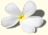 Hawaiianisch Tempelblume